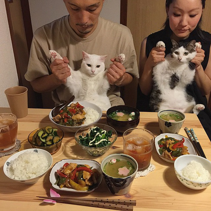 gatos-observando-humanos-cenar-naomiuno (17)