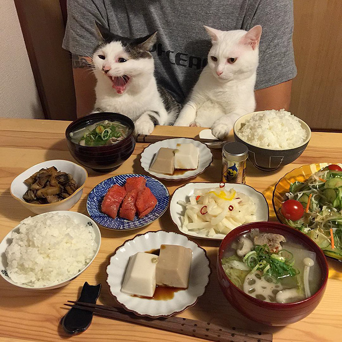 gatos-observando-humanos-cenar-naomiuno (2)