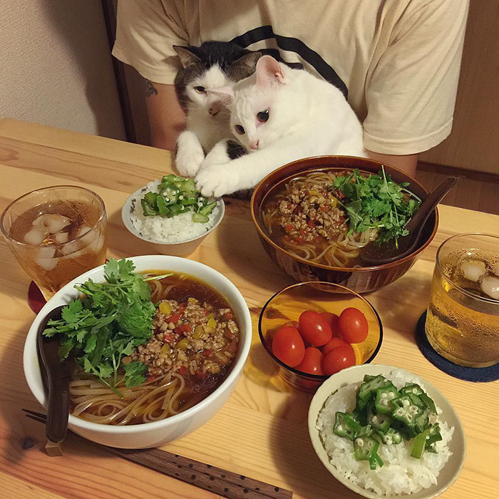 gatos-observando-humanos-cenar-naomiuno (3)