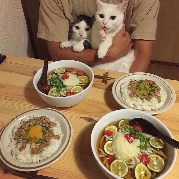 gatos-observando-humanos-cenar-naomiuno (4)