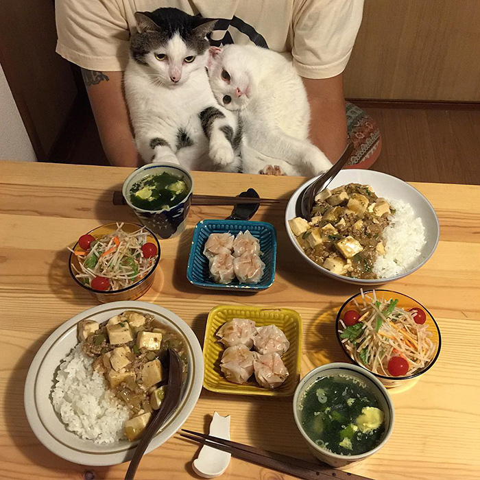 gatos-observando-humanos-cenar-naomiuno (5)