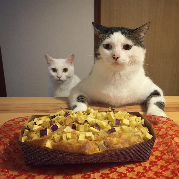 gatos-observando-humanos-cenar-naomiuno (6)