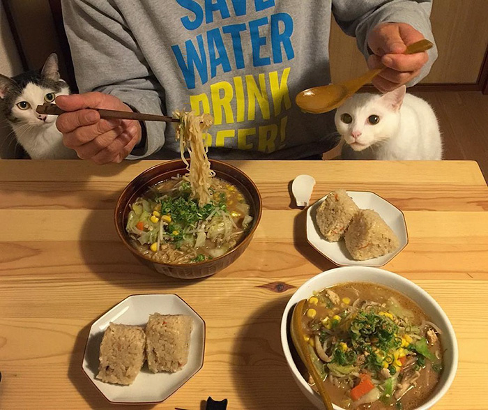 gatos-observando-humanos-cenar-naomiuno (7)