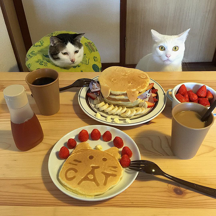 gatos-observando-humanos-cenar-naomiuno (8)