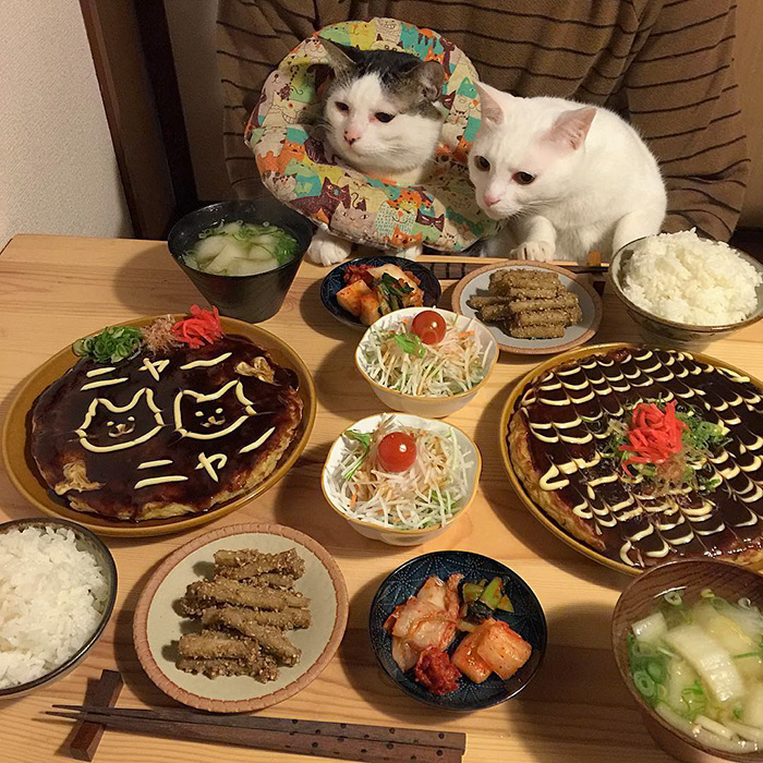 gatos-observando-humanos-cenar-naomiuno (9)