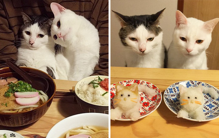 Esta pareja japonesa capta cada vez que sus gatos les miran mientras comen