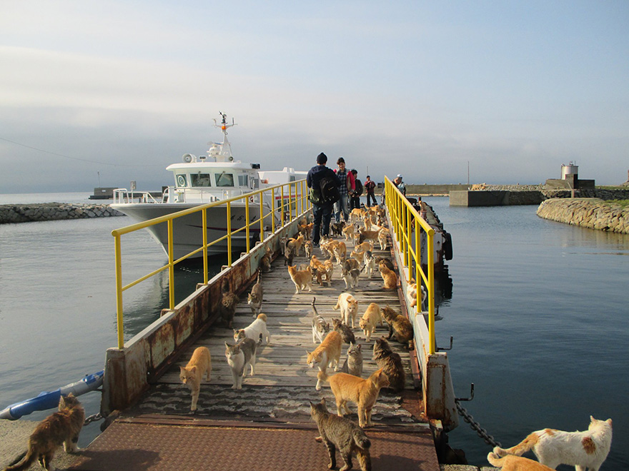 isla-gatos-aoshima-donaciones-comida-japon (1)