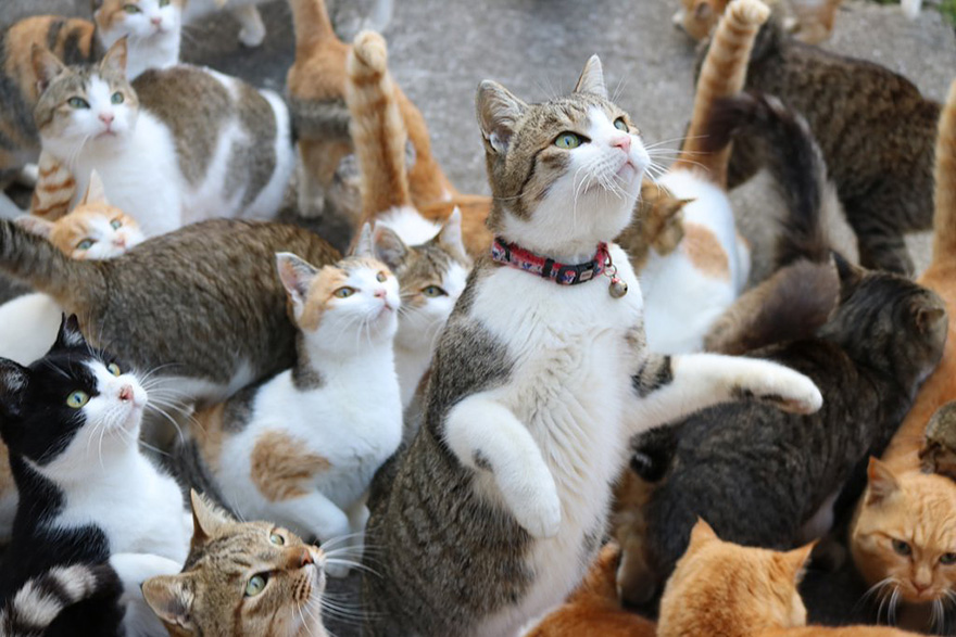 isla-gatos-aoshima-donaciones-comida-japon (2)
