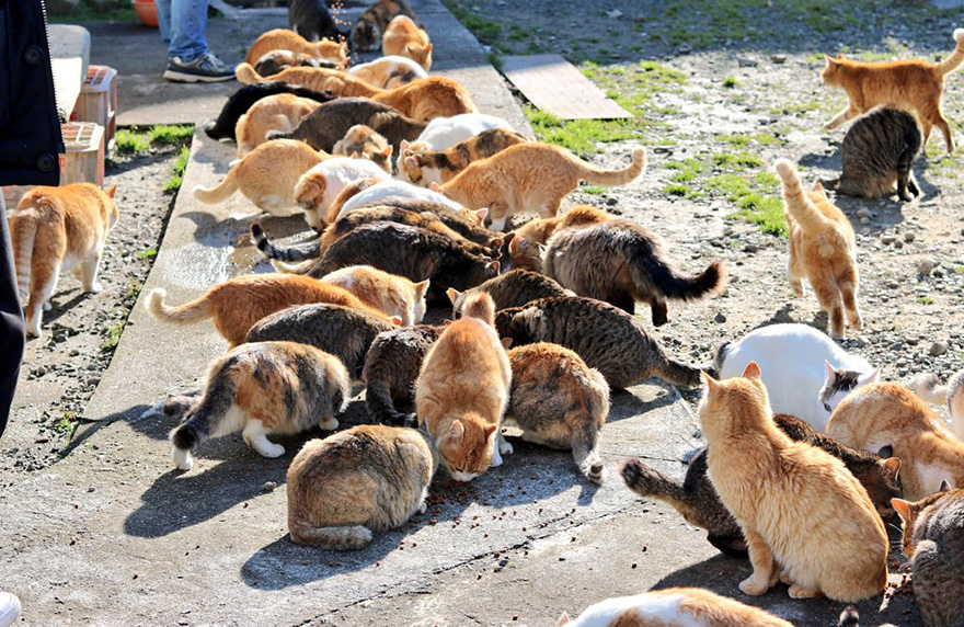isla-gatos-aoshima-donaciones-comida-japon (3)