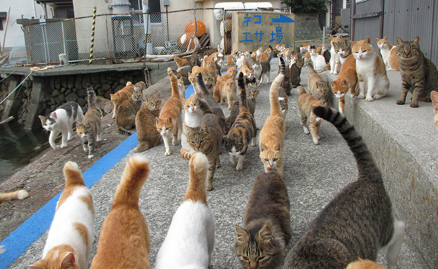 isla-gatos-aoshima-donaciones-comida-japon (4)