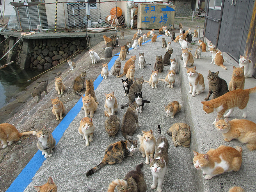 isla-gatos-aoshima-donaciones-comida-japon (6)