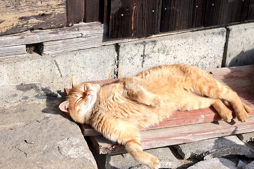isla-gatos-aoshima-donaciones-comida-japon (8)