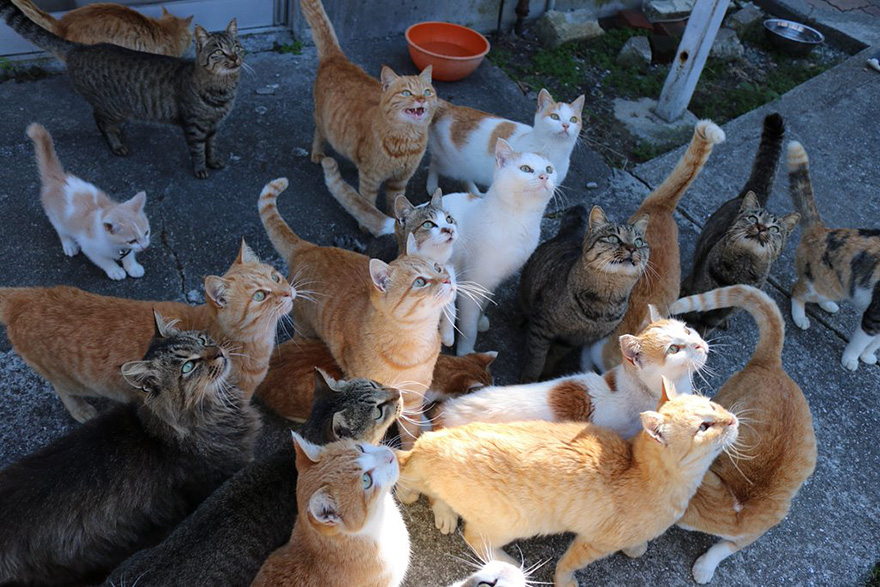 isla-gatos-aoshima-donaciones-comida-japon (9)