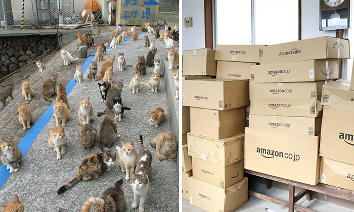 La isla de los gatos en Japón pide comida a internet y recibe más de la que puede almacenar