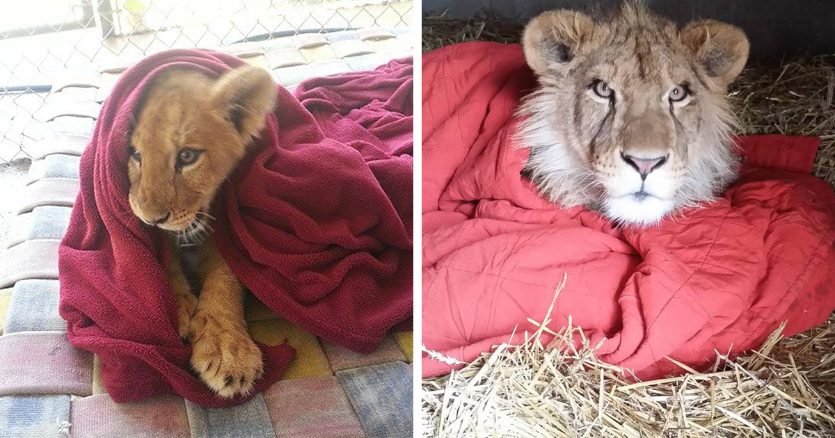 Este león rescatado no puede dormir sin su manta a pesar de ser adulto