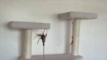 logica-gatos-divertida-3 (1)