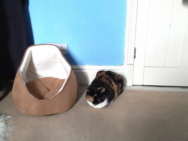logica-gatos-divertida-3 (11)