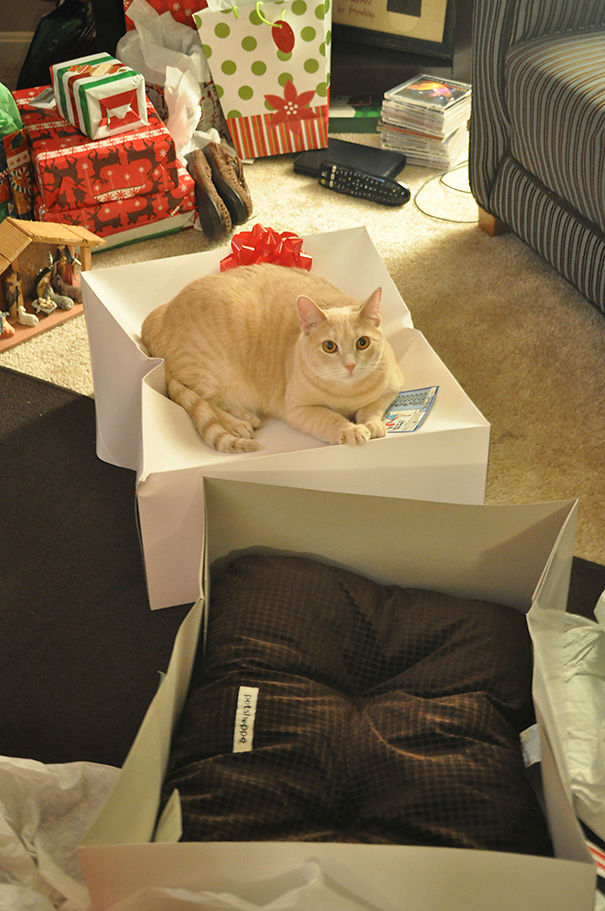logica-gatos-divertida-3 (12)