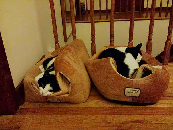 logica-gatos-divertida-3 (13)