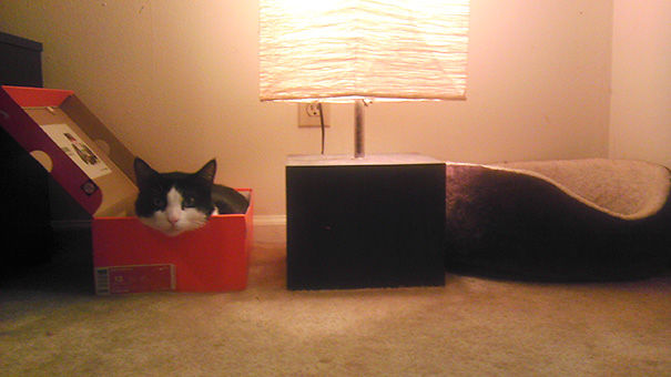 logica-gatos-divertida-3 (17)