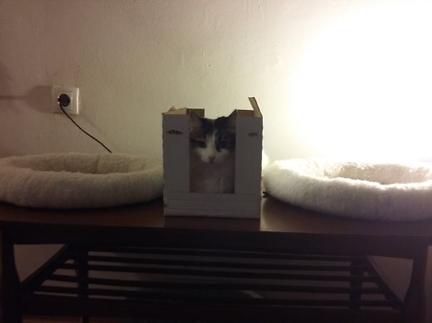logica-gatos-divertida-3 (18)