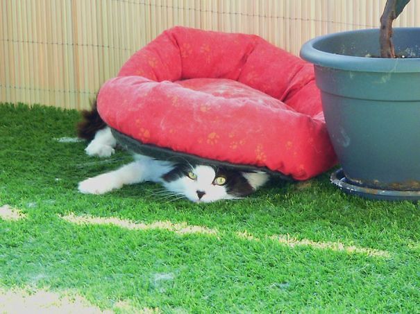 logica-gatos-divertida-3 (7)