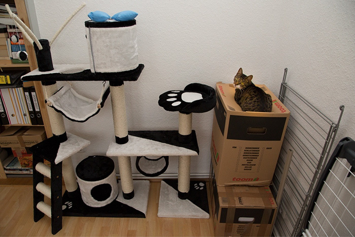 20 Fotos de gatos usando sus regalos cuidadosamente elegidos