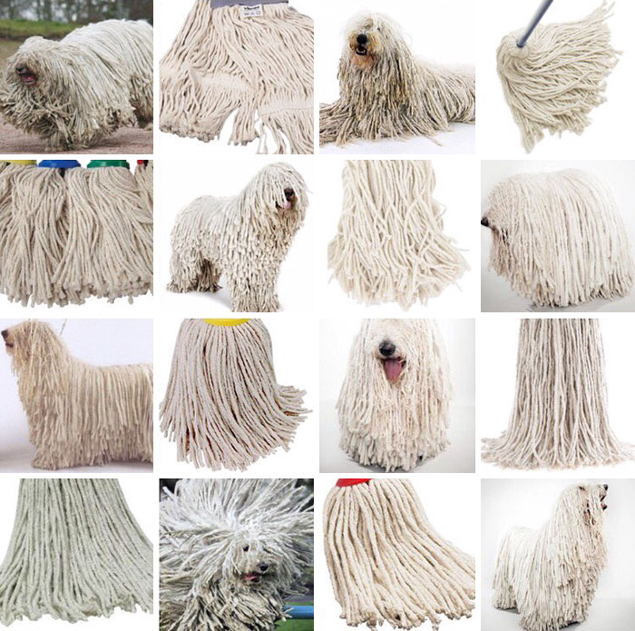 parecidos-razonables-perros-karen-zack (2)