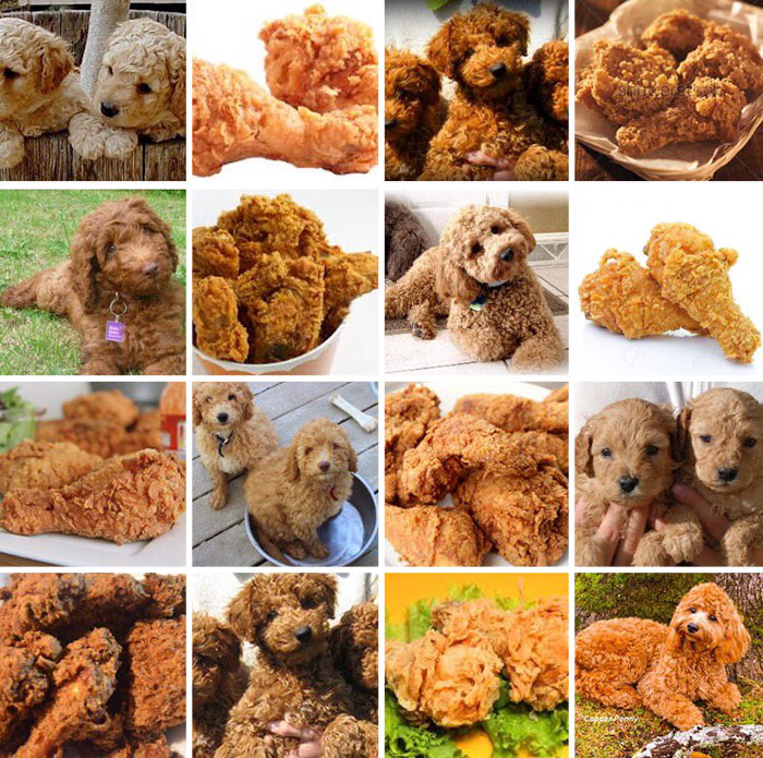 parecidos-razonables-perros-karen-zack (6)