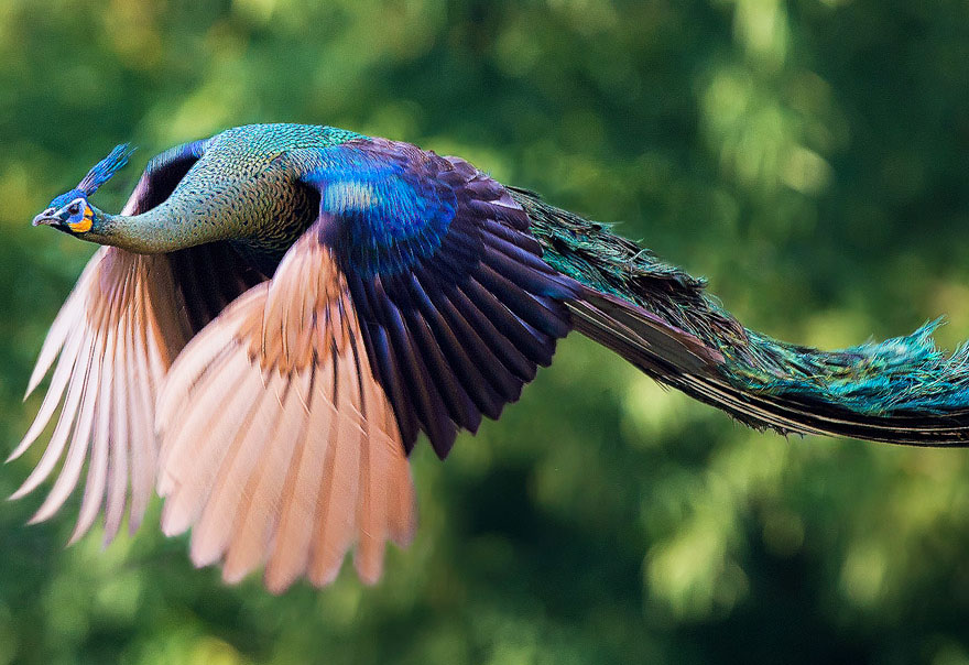 pavos-reales-volando (1)