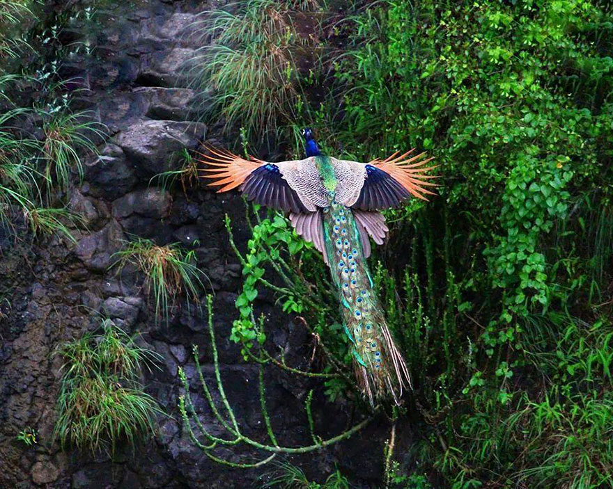 pavos-reales-volando (2)