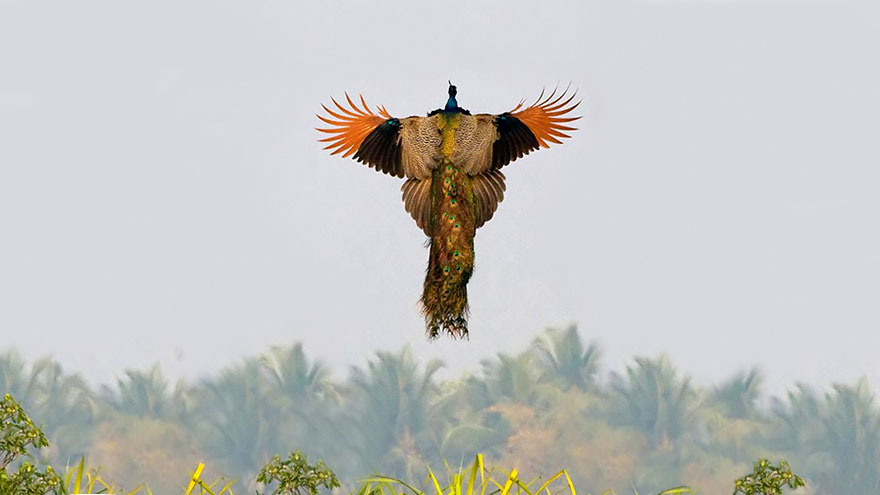 pavos-reales-volando (3)