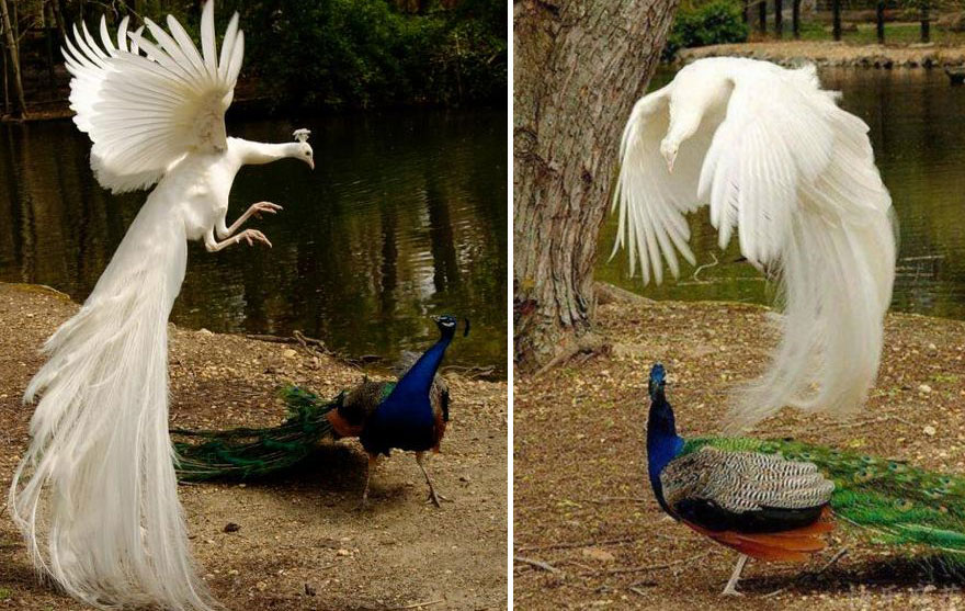 pavos-reales-volando (4)