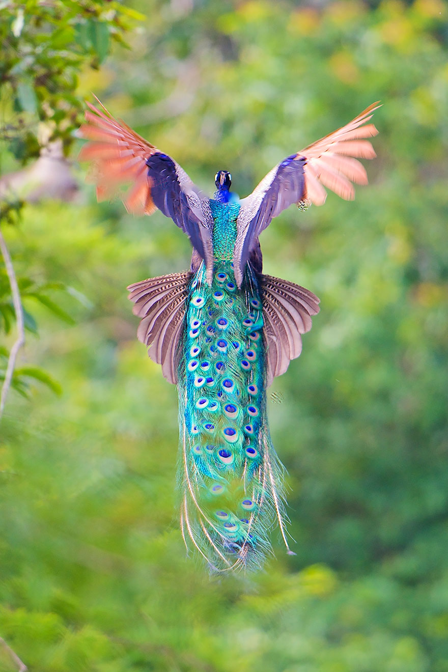 pavos-reales-volando (5)
