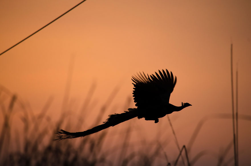 pavos-reales-volando (6)