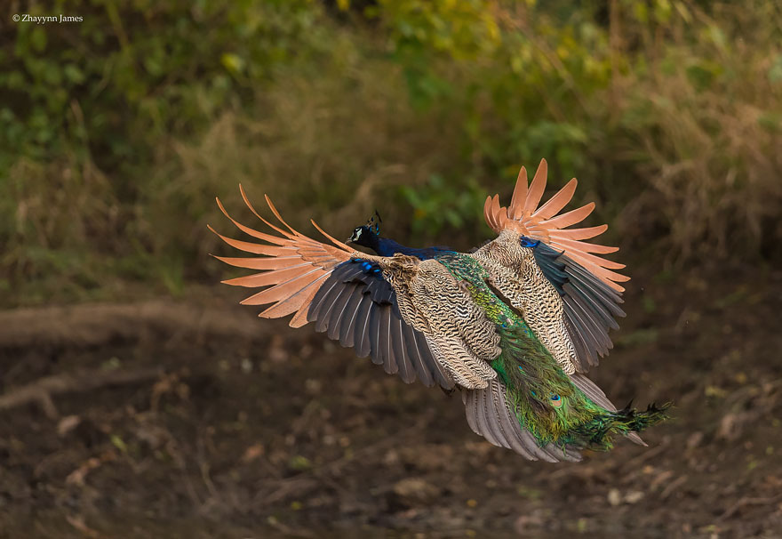 pavos-reales-volando (7)