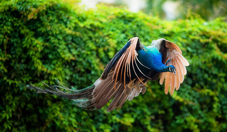 pavos-reales-volando (8)