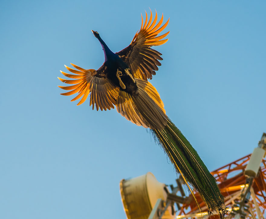 pavos-reales-volando (9)