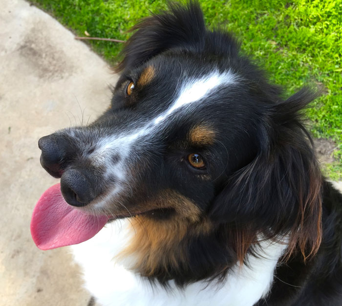 perro-2-narices-toby-adoptado-todd-ray (1)