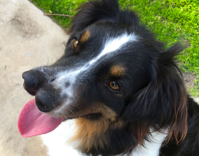 Este perro con 2 narices iba a ser sacrificado, pero un hombre le salvó en el último momento