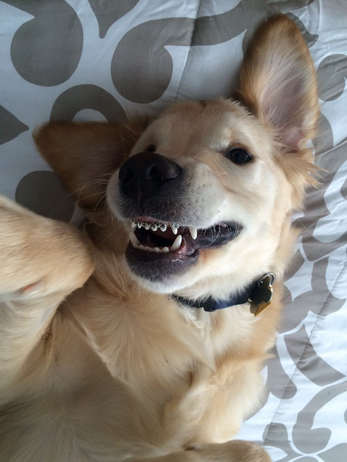 perro-golden-retriever-ortodoncia-wesley-molly-moore (1)