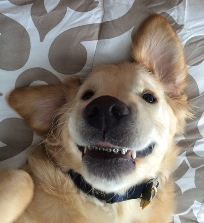 perro-golden-retriever-ortodoncia-wesley-molly-moore (3)