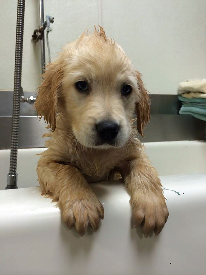 perro-golden-retriever-ortodoncia-wesley-molly-moore (5)