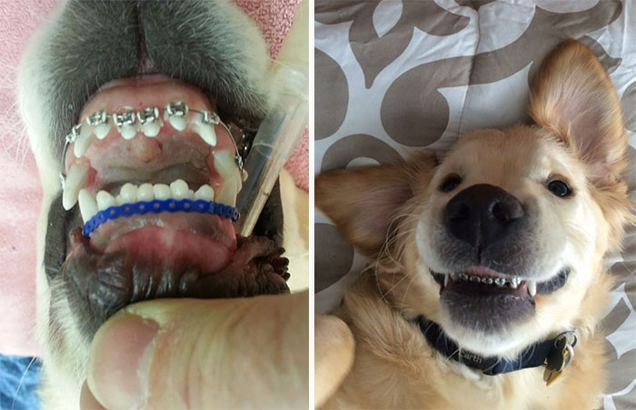 Este perro no podía cerrar la boca y le pusieron ortodoncia