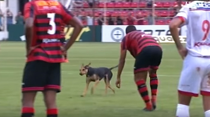 perro-interrumpe-partido-futbol-brasil (2)