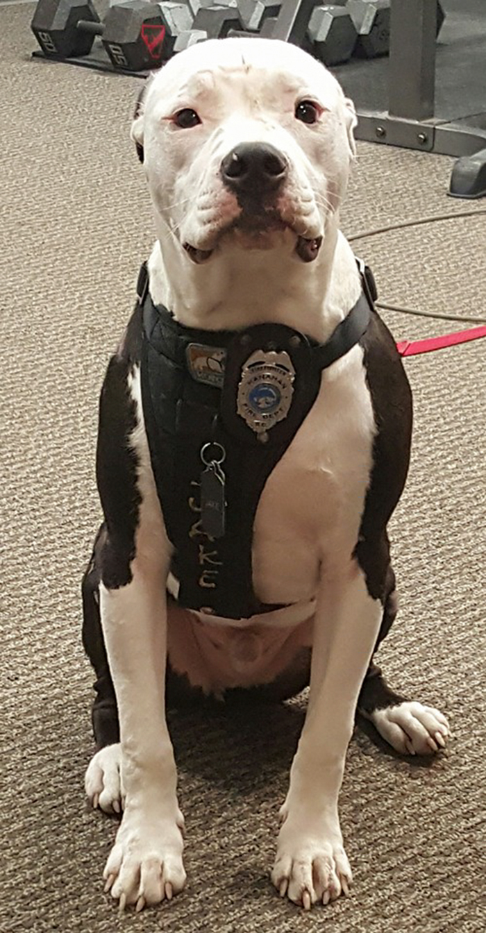 perro-jake-quemaduras-bombero-william-lindler (1)