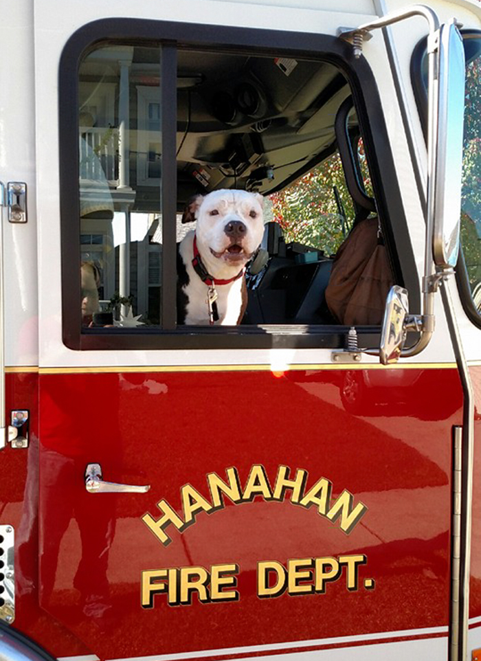 perro-jake-quemaduras-bombero-william-lindler (2)