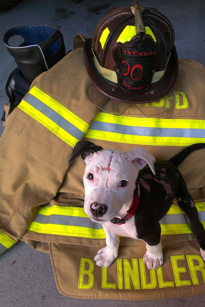 perro-jake-quemaduras-bombero-william-lindler (3)