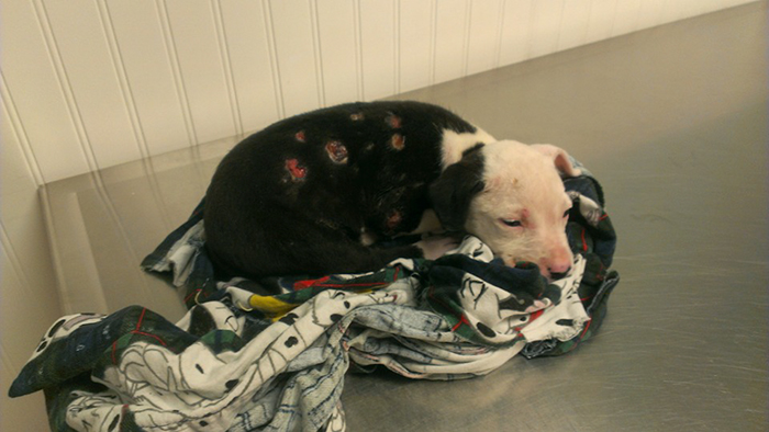 perro-jake-quemaduras-bombero-william-lindler (5)