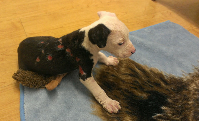 perro-jake-quemaduras-bombero-william-lindler (7)
